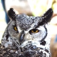 So Kobayashi / Begard (@sktechsktech) 's Twitter Profile