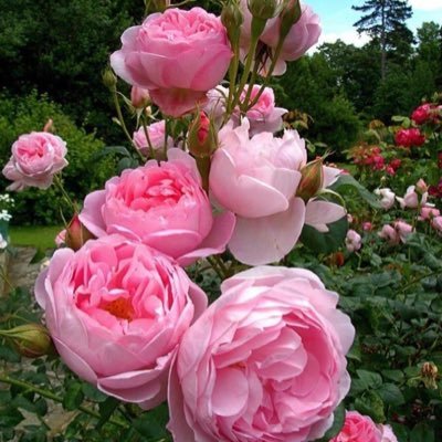 peignartdomini5's profile picture. 