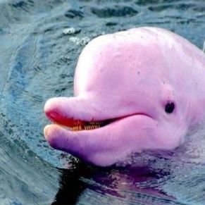 RoyS53563931017's profile picture. Only Fish