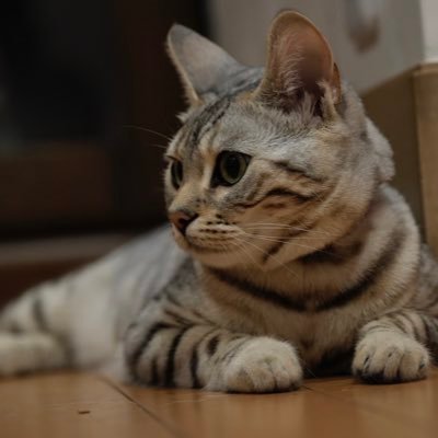 dolph_whale's profile picture. 応援してます➡️山地梨菜。山田直輝。大谷幸輝。森脇良太。大津亮介。メディックス。ホークス。自衛隊員。ずっと住みたい場所➡️フィンランド。 好きなもの➡️日本酒。写真撮影。鮨。肉。歌。猫。バレーボール。笑顔。