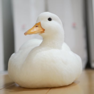 コールダックの女の子のピヨコ(H29.7.23生)飼ってます。 The name of the duck is PIYOKO. If you want to use my duck photo, be sure to mention my account name.