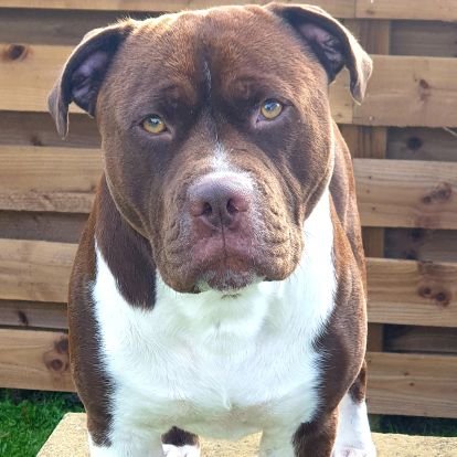 dazzow7's profile picture. 