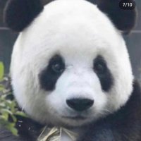 팅바오 (@antifragilett) 's Twitter Profile
