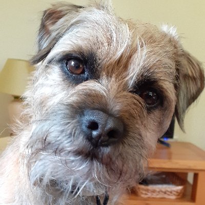 Me is Rupert Rigsby, #BorderTerrier keeping a sharp look out in the #Norfolk area, UK. Interested in wildlife, things cooking and playing with me ballees. ⚾️