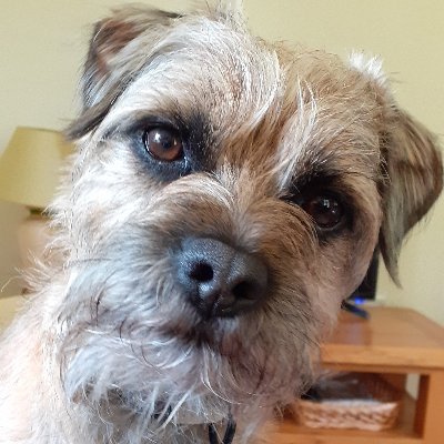 Me is Rupert Riggsby, a #BorderTerrier keeping a sharp look out in the #Norfolk area. Interested in wildlife, things cooking and playing with me balls.