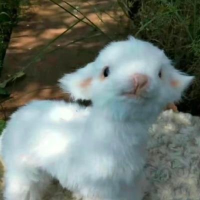 wngguho964973's profile picture. 