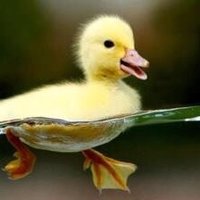 Dan_dee (@pnwguy66) 's Twitter Profile