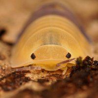 Chien-Yu Huang (@chien_yu_huang) 's Twitter Profile Photo