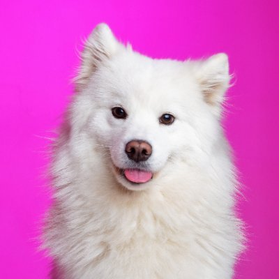 samoyed_ghost Profile Picture