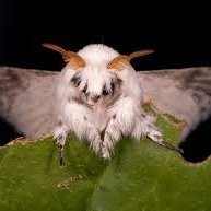 saint_mothman's profile picture. 20. black. ☽☾
i can be so normal about my interests
ooo you wanna play gta v so badly i know you do
giving up on red dead redemption 2
i am never wrong xoxo