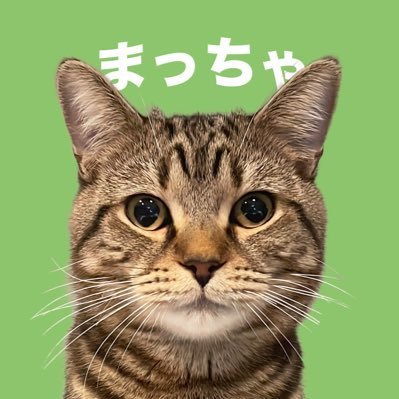 \飼い猫歴20年以上のとーちゃん/ ▶️ねこライフを主役の『まっちゃ』とお届け 「笑いあり、驚きあり、まっちゃとの面白エピソード」 🐈まっちゃ×スコティッシュフォールド♂