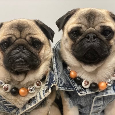 IgorPugDog Profile Picture