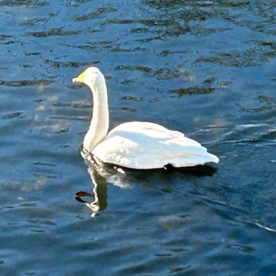 StephenZ11395's profile picture. 