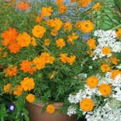 writerANichols's profile picture. Writer, Horticulturist, Landscape Designer, Garden Consultant, Presentations, Cooking, Nature, Native plants, Monarch butterflies, Native bees, Pollinators