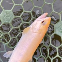 ますとし (@masutoshi_trout) 's Twitter Profile