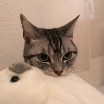 mare220715's profile picture. Number_i応援📣 ミスチル永久会員😘 素敵な声で綺麗に歌うより、その時の感情やエネルギーをパフォーマンスや作品を通して伝えてくれる表現者にどうしょうもなく惹かれるタイプの人間です🍀無類の猫好き🐈 Pay it Forward※キングダム