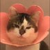 ร้าน 🐱🍳// (@mhainwboza) Twitter profile photo ร้าน 🐱🍳// (@mhainwboza) Twitter profile photo
