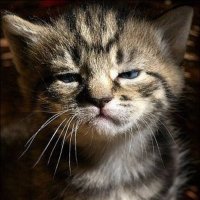 🐾🐈山本 浩平🐈⬛🐾 (@kouhei_yamamoto) 's Twitter Profile Photo 🐾🐈山本 浩平🐈⬛🐾 (@kouhei_yamamoto) 's Twitter Profile Photo