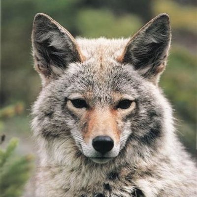 sidewayskoyote Profile Picture