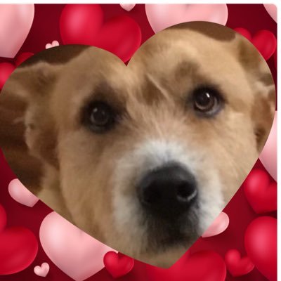 DogsofDem Profile Picture