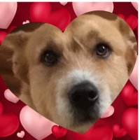 YellowDogDem❤️❤️❤️(@DogsofDem) 's Twitter Profile Photo