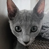 Psycho Cats (@psycho_cat52) 's Twitter Profile Photo Psycho Cats (@psycho_cat52) 's Twitter Profile Photo