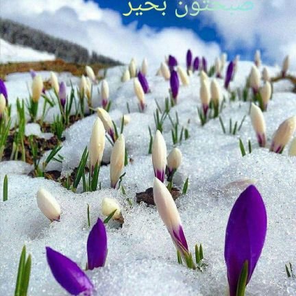 mhmd12502's profile picture. کارشناسی ارشد دانشگاه توانبخشی تهران