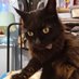 Cat 💙🇬🇧 〓〓 🇮🇪 🏴󠁧󠁢󠁥󠁮󠁧󠁿 🏴󠁧󠁢󠁷󠁬󠁳󠁿 (@1982_cc) Twitter profile photo