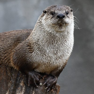 Otters Lover community