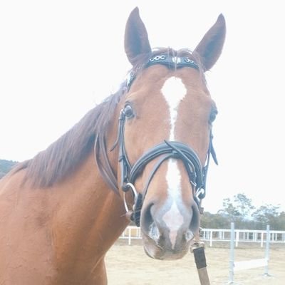 9歳になる引退競走馬りおん(競走馬名アミュリオン、タイムパラドックス産駒、エーシンチェロキー2016)のオーナーです。りおんはマイペースな性格で、バナナとみかんが大好きな子です🤗馬着クラッシャーです🦖隙あらば馬房から脱走します💨養老生活を満喫中✨🏖️よろしくお願いします。
クラブの他の子たちのことも呟きます。
