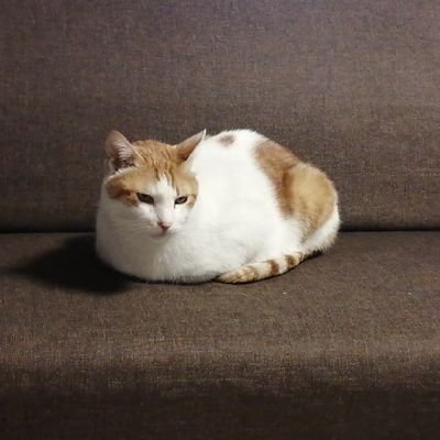 NIRAtoYAN's profile picture. 音楽とこころ