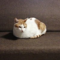 荻野(ニラトヤン) (@niratoyan) 's Twitter Profile Photo 荻野(ニラトヤン) (@niratoyan) 's Twitter Profile Photo