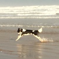 Pauline McBride (@mcbridepauline) 's Twitter Profile