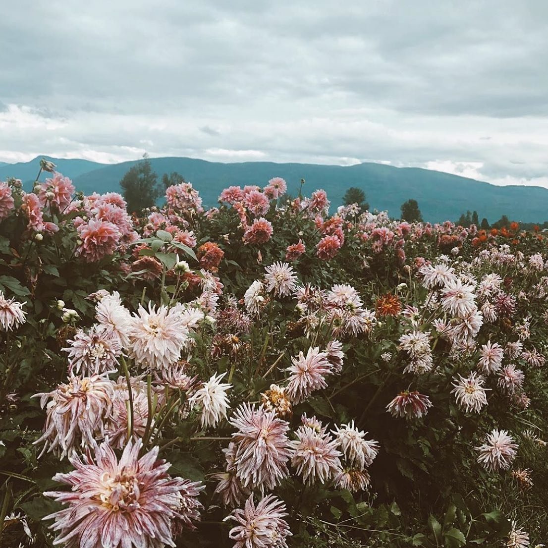 molly_us62610's profile picture. Dreams as grand as the Ohio skyline.