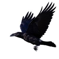 RRJefferson'sNotGoingBack (@songsofraven) 's Twitter Profile