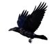 RRJefferson'sNotGoingBack (@songsofraven) Twitter profile photo RRJefferson'sNotGoingBack (@songsofraven) Twitter profile photo