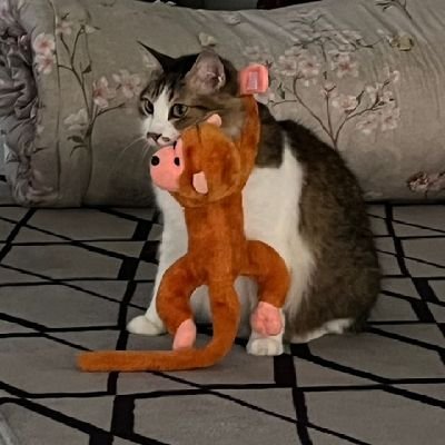 Pussy lover, eh i mean Cat Lover