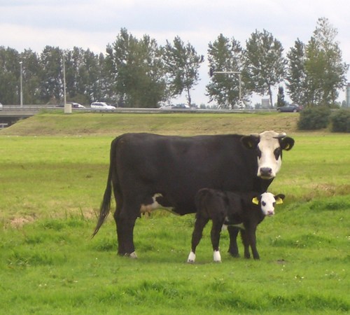 Onze Boerderij winkel verkoopt ambachtelijk Blaarkop rundvlees, Boter en biologische kaas van de Blaarkop, Bloemen en Bloembollen
