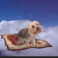 Flying Yorky(@theflyingyorky) 's Twitter Profile Photo