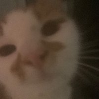 David (@yalomfan1981) 's Twitter Profile