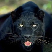 _galkax_'s profile picture. 