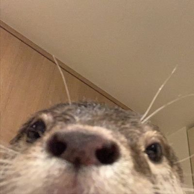 Metsuup's profile picture. cessez