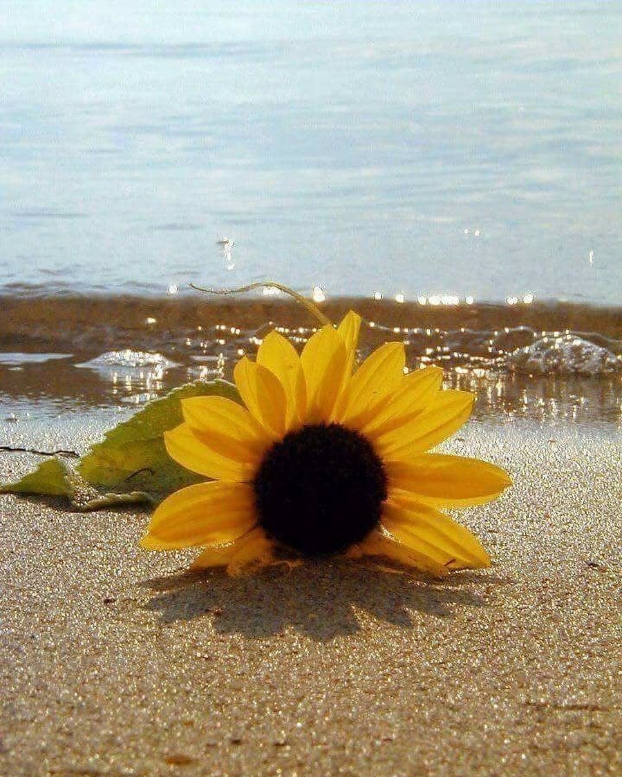 mstcenchnt96260's profile picture. Sour, sweet, bitter, spicy, taste the colorful life with delicious food.🌶️🍒