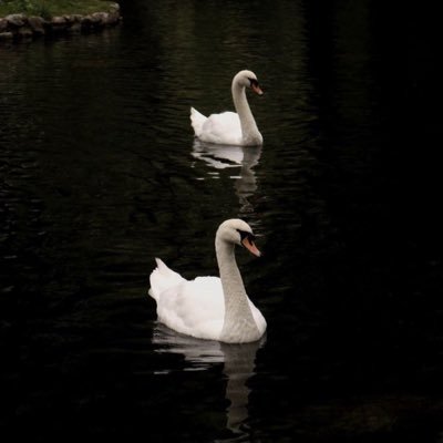 vicshbria's profile picture. 