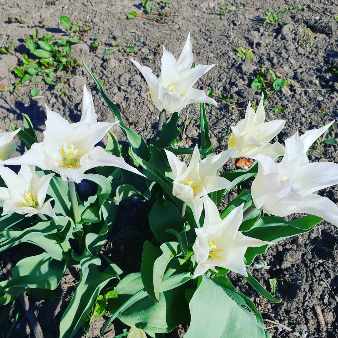 eliss_sf61225's profile picture. Every day is a new beginning, welcoming new food discoveries.🍔🌅