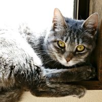 ながおじ_Naga🎧🌊🐬🤿電脳ROM潜士🤿🌊🐬🎧 (@2nd_naga) 's Twitter Profile Photo