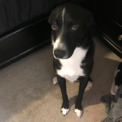 Zag23Mj's profile picture. GO ZAGS!