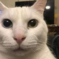chakalito23 (@chakalit23) 's Twitter Profile