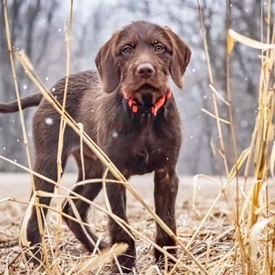 Official Hunting Dog of @CoachMiller_ OL Coach @BUFootball   Just a Dog looking for Birds and Touchdowns. 🐻