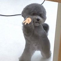 clara (@disorientedduck) 's Twitter Profile